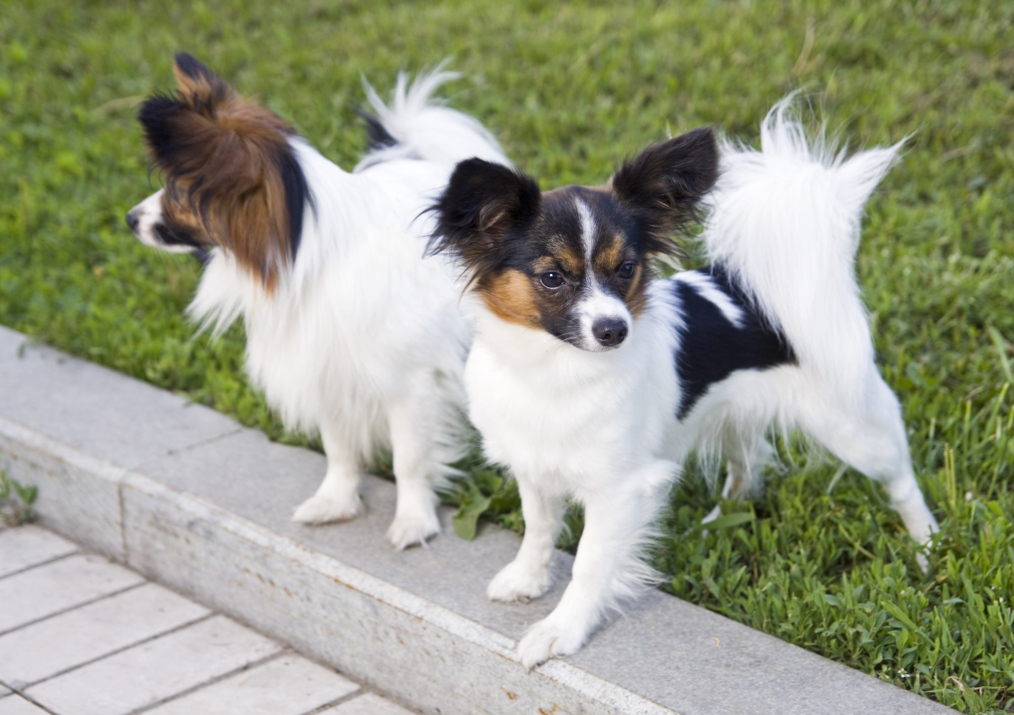 Two dogs of breed papillon on a green grass