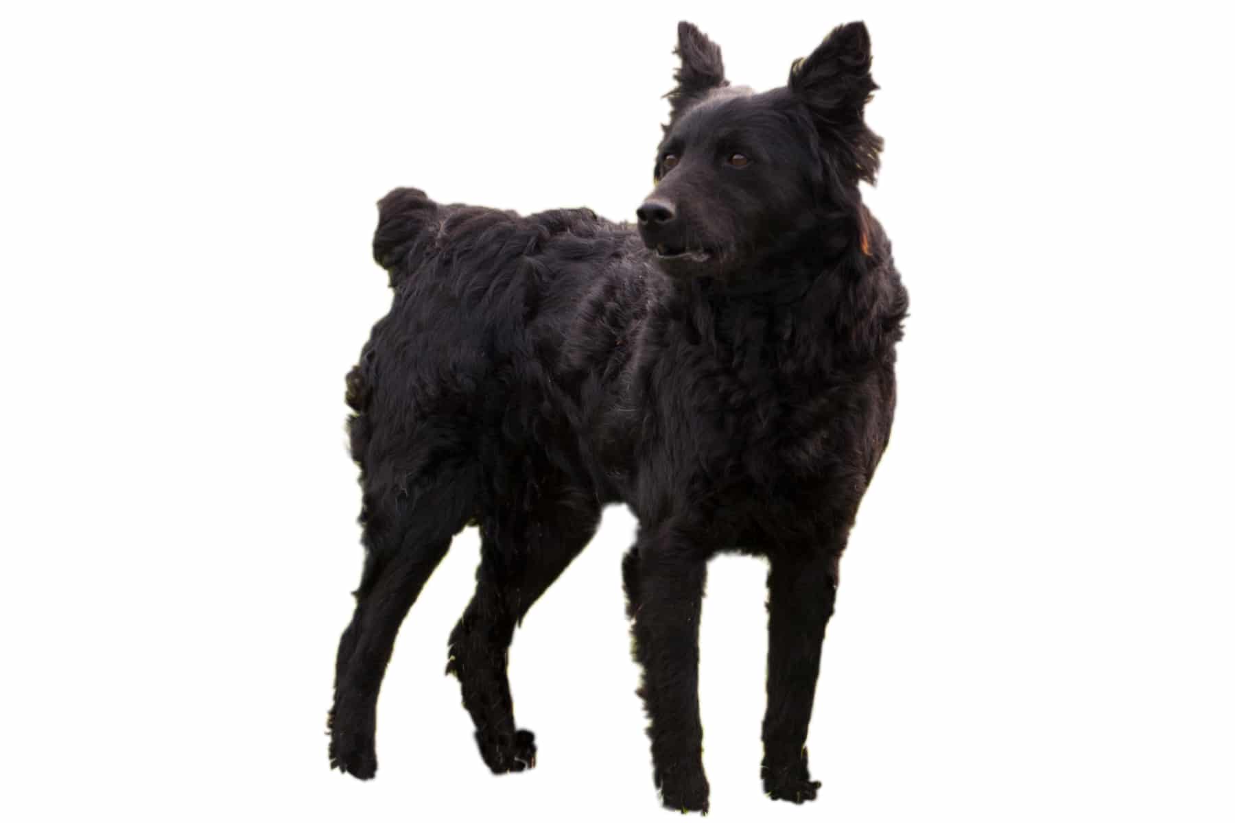 Immagine del profilo del cane da pastore croato