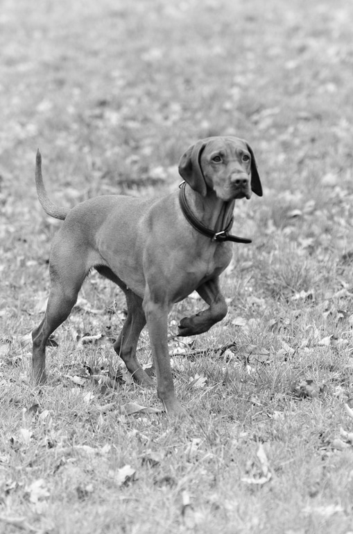 Kurzhaariger Ungarischer Vorstehhund Herkunft