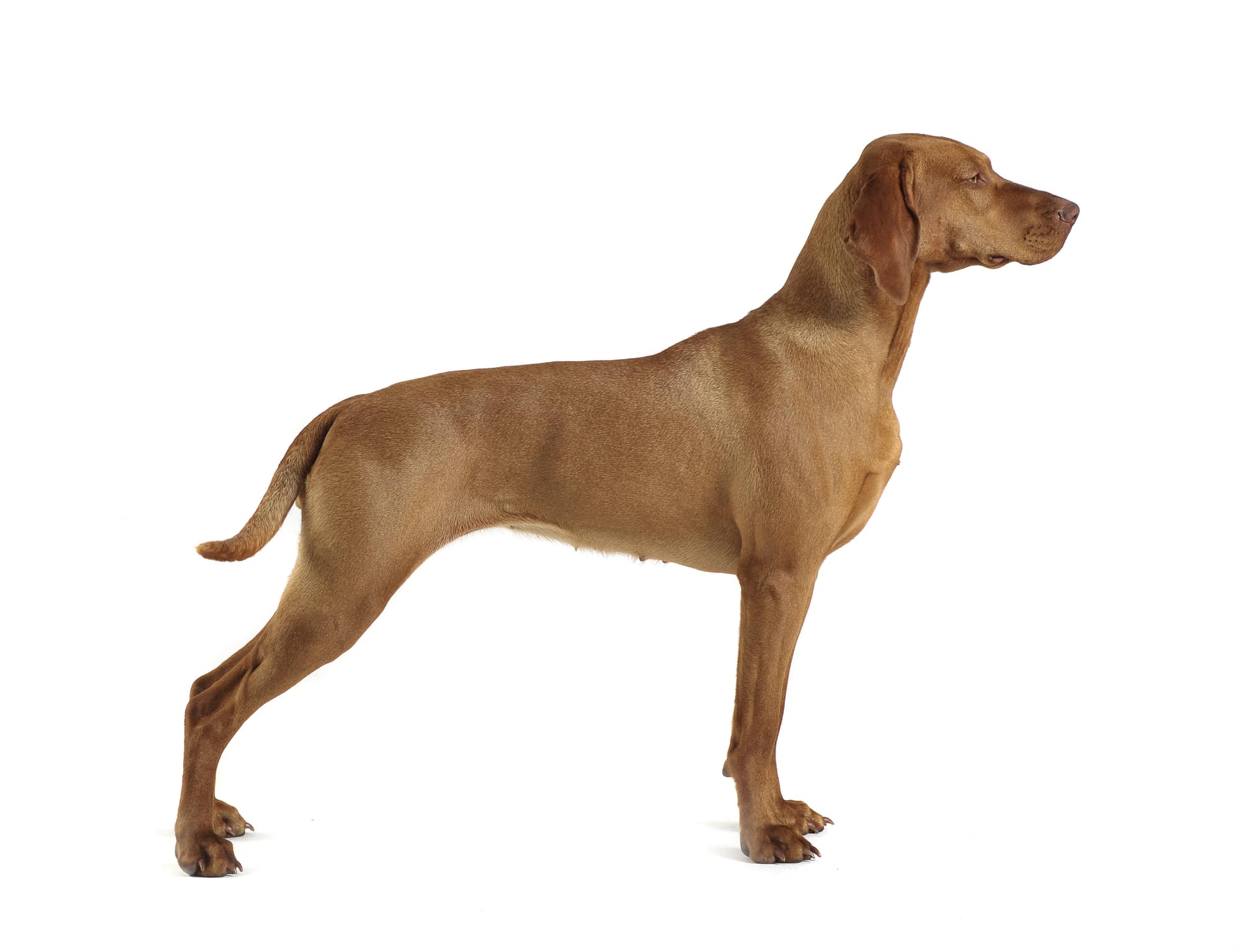 Kurzhaariger Ungarischer Vorstehhund