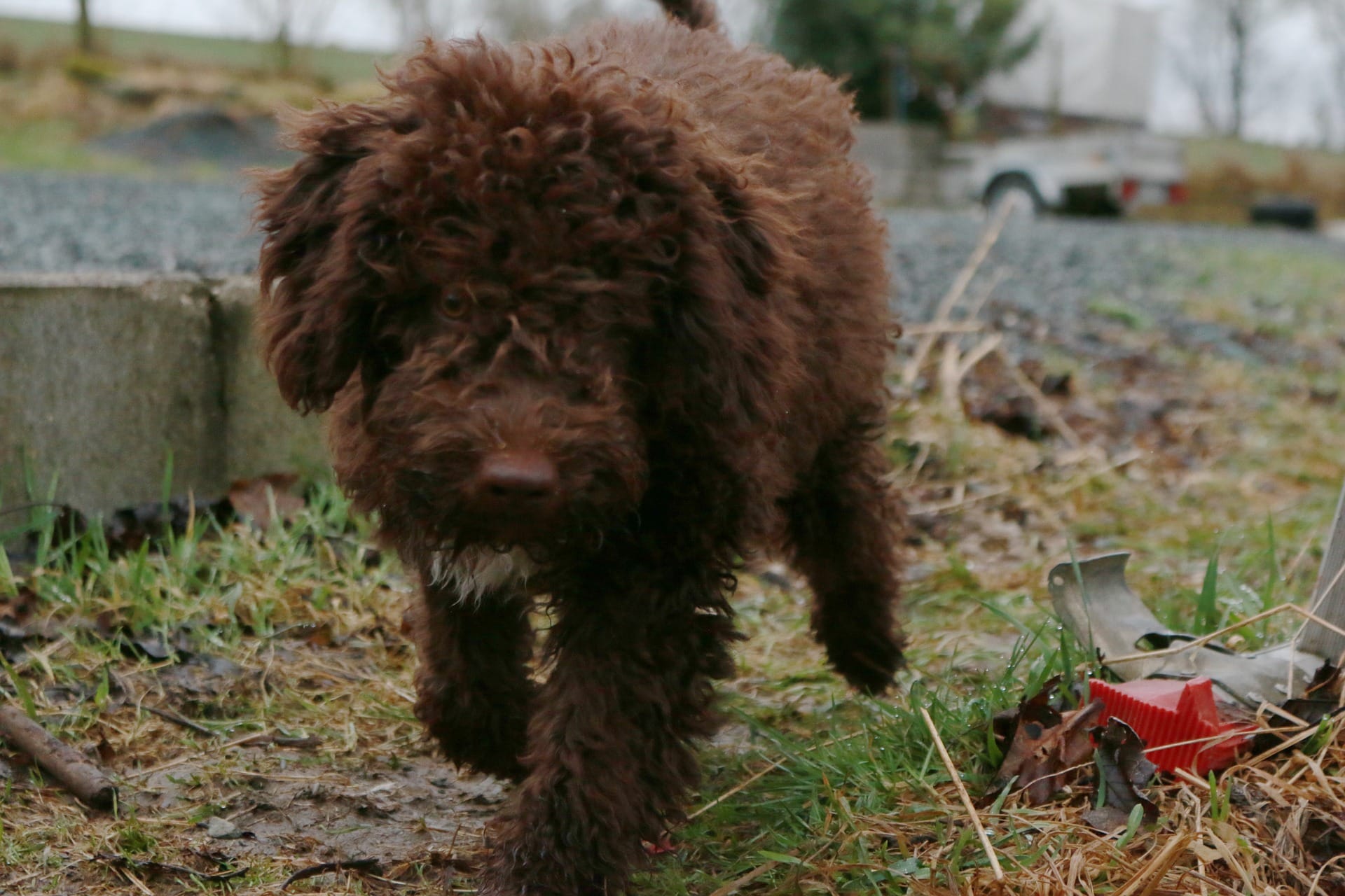 Lagotto 4
