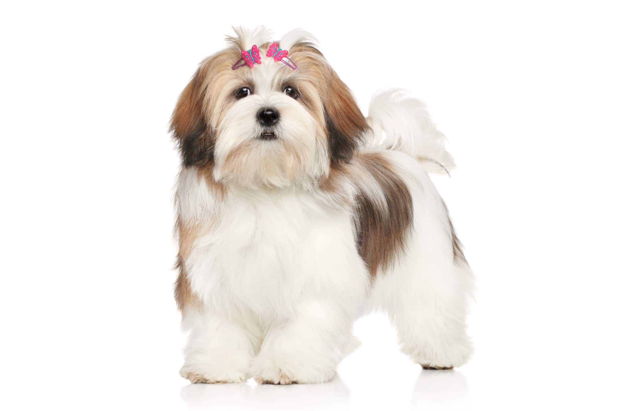 Lhasa Apso pictures