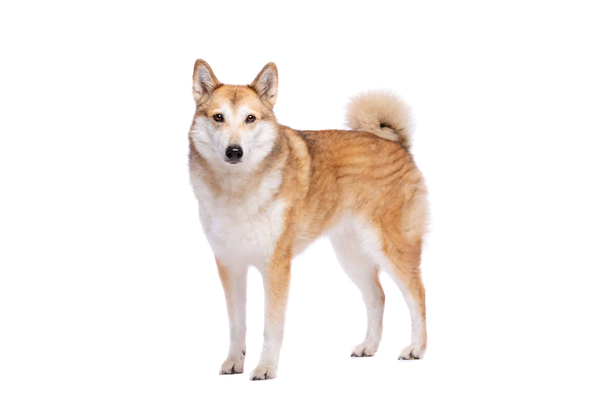 Laika dog profile