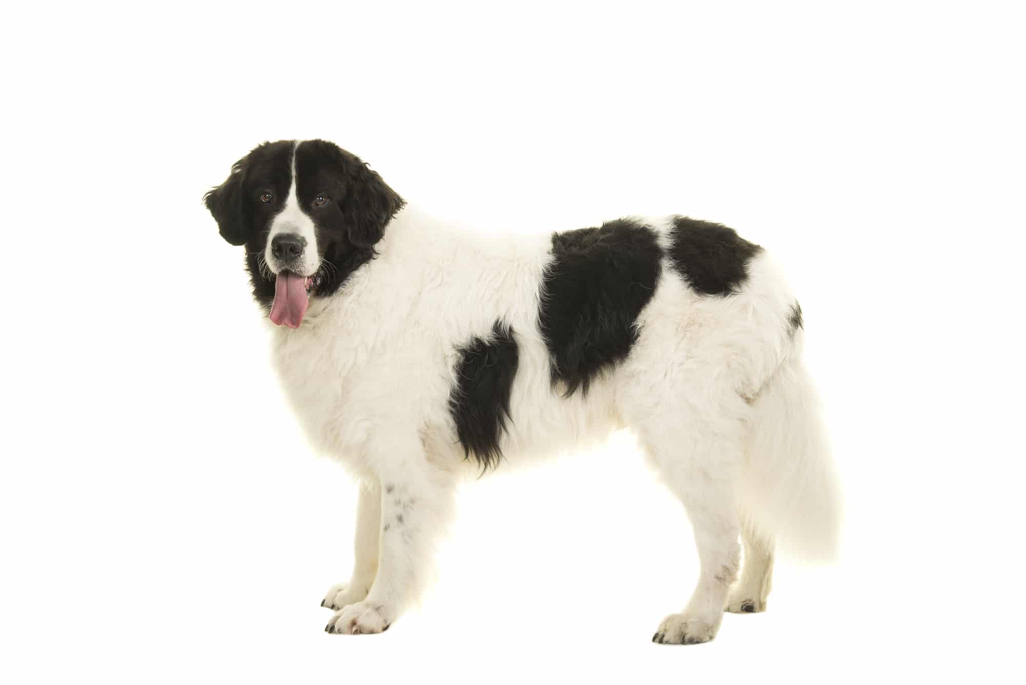 Standing landseer dog looking at the camera seen from the side isolated on a white background