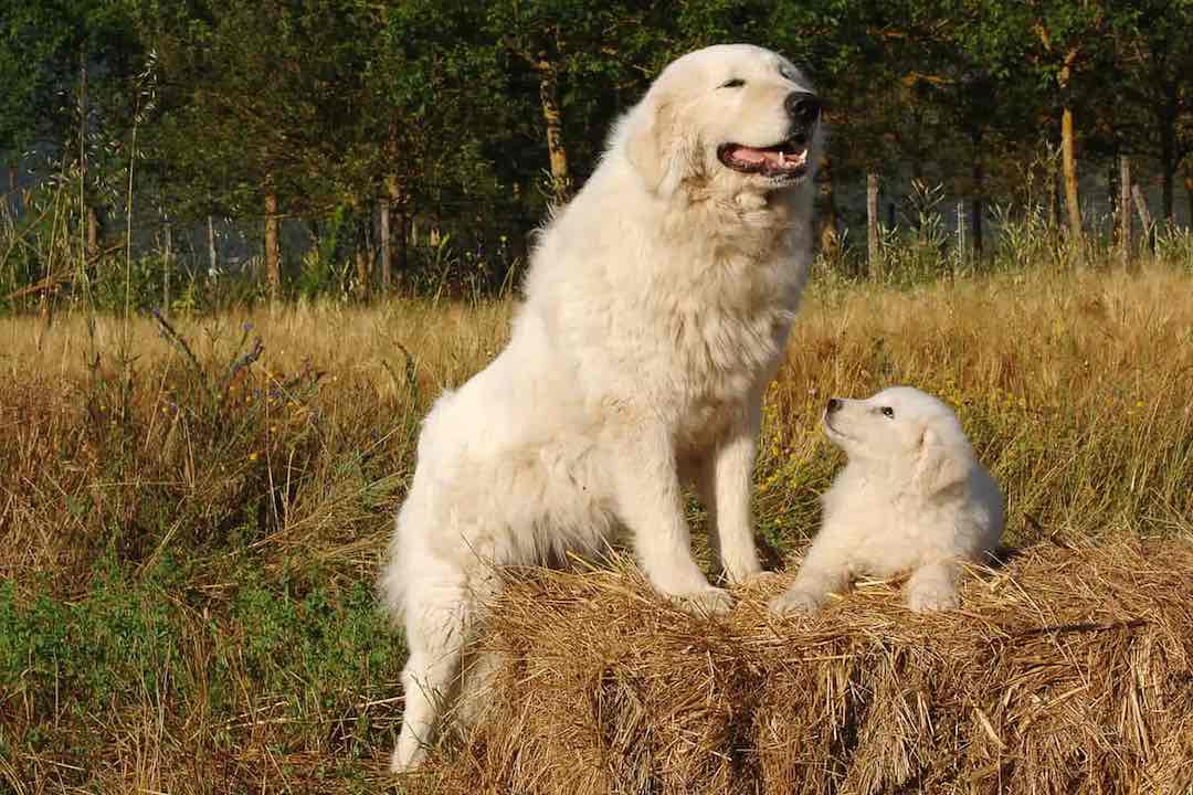 Maremmen Abruzzen Schäferhund mit Welpenhund
