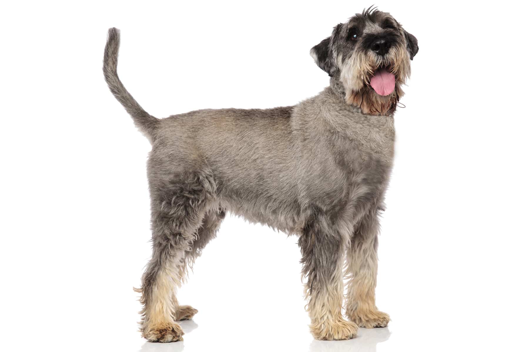 Immagine del profilo del cane di razza Schnauzer medio