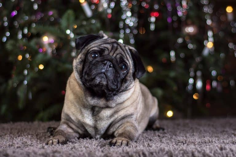 Mops Weihnachten
