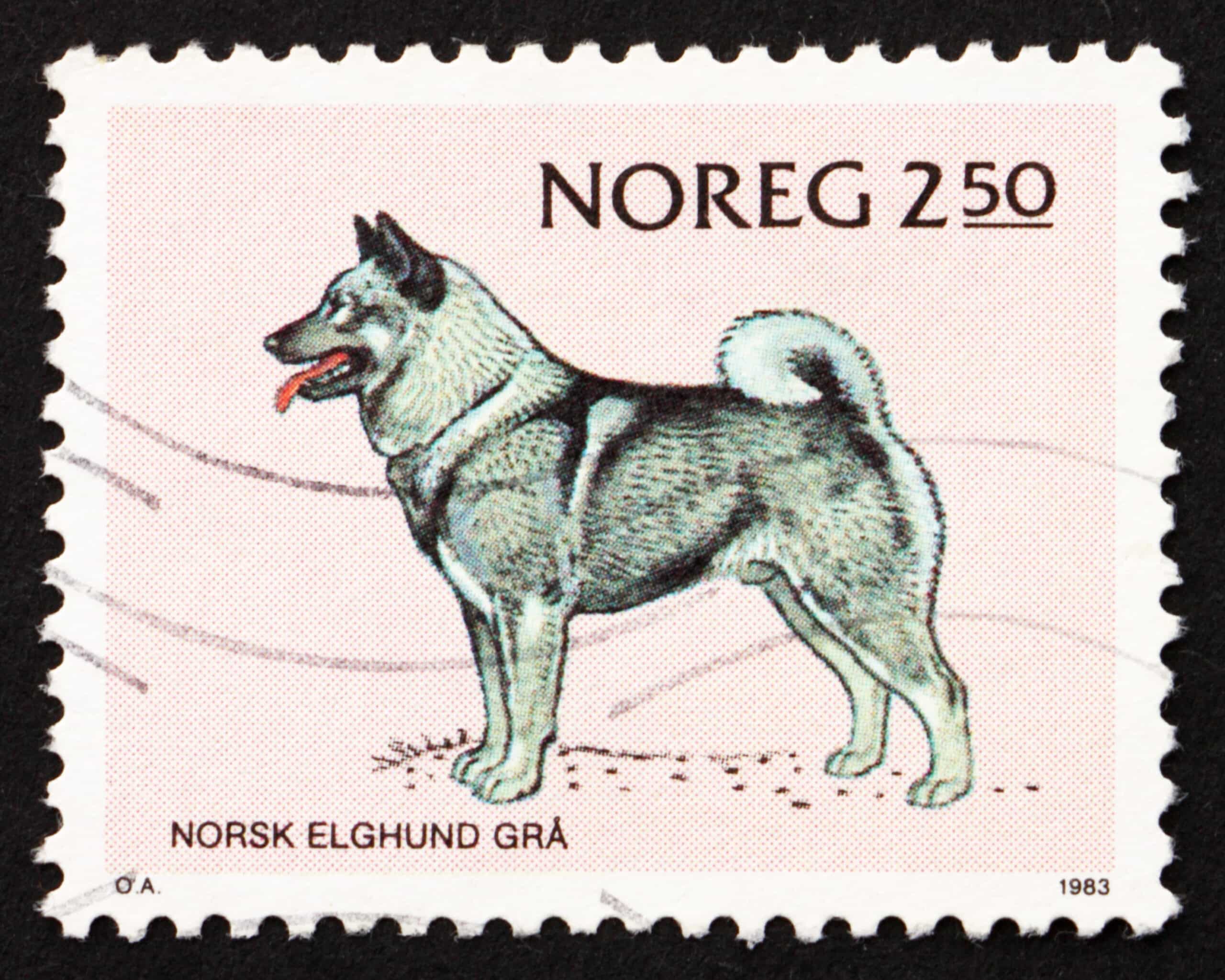 Norwegischer Elchhund Geschichte