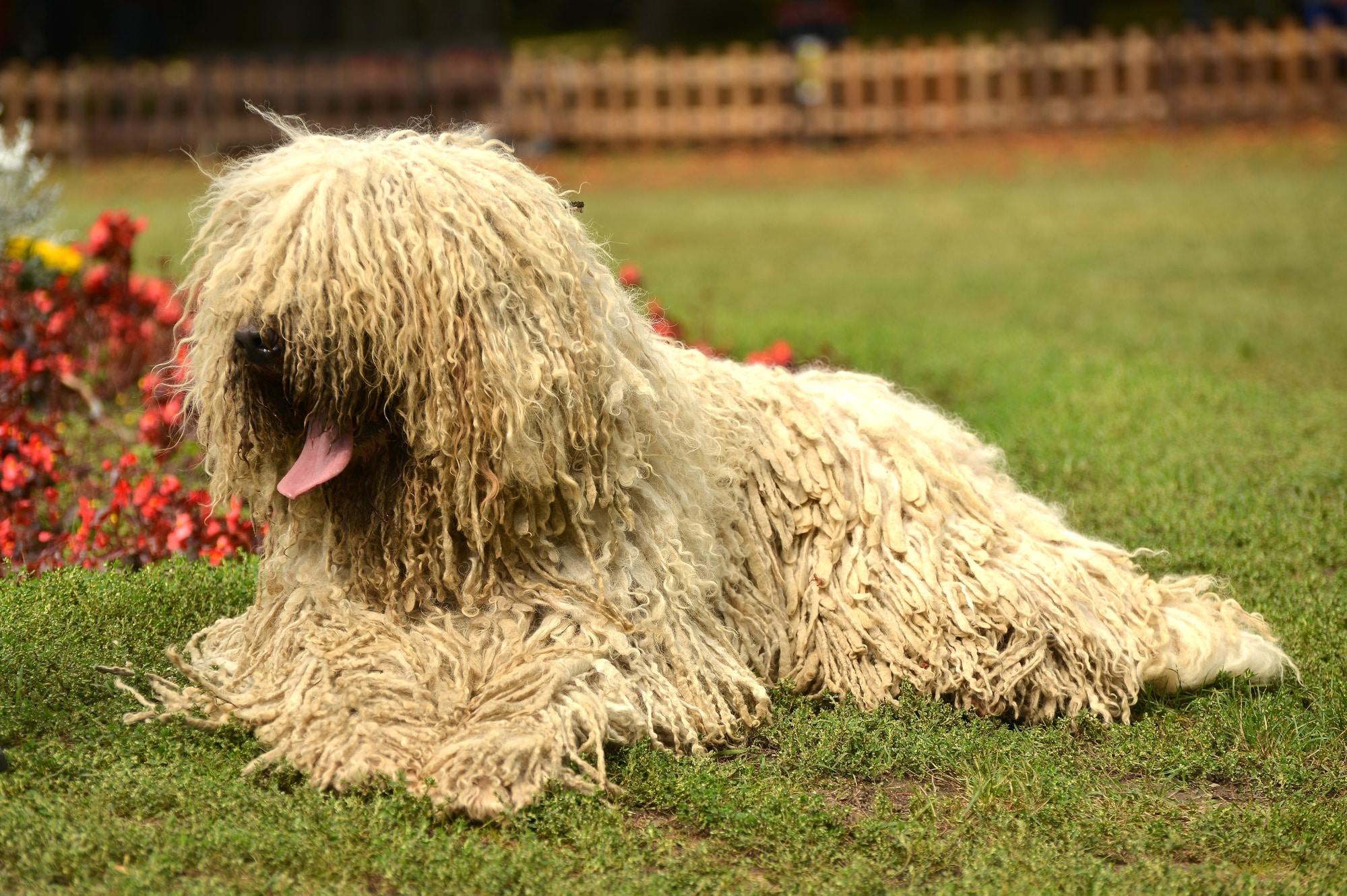 Puli 1