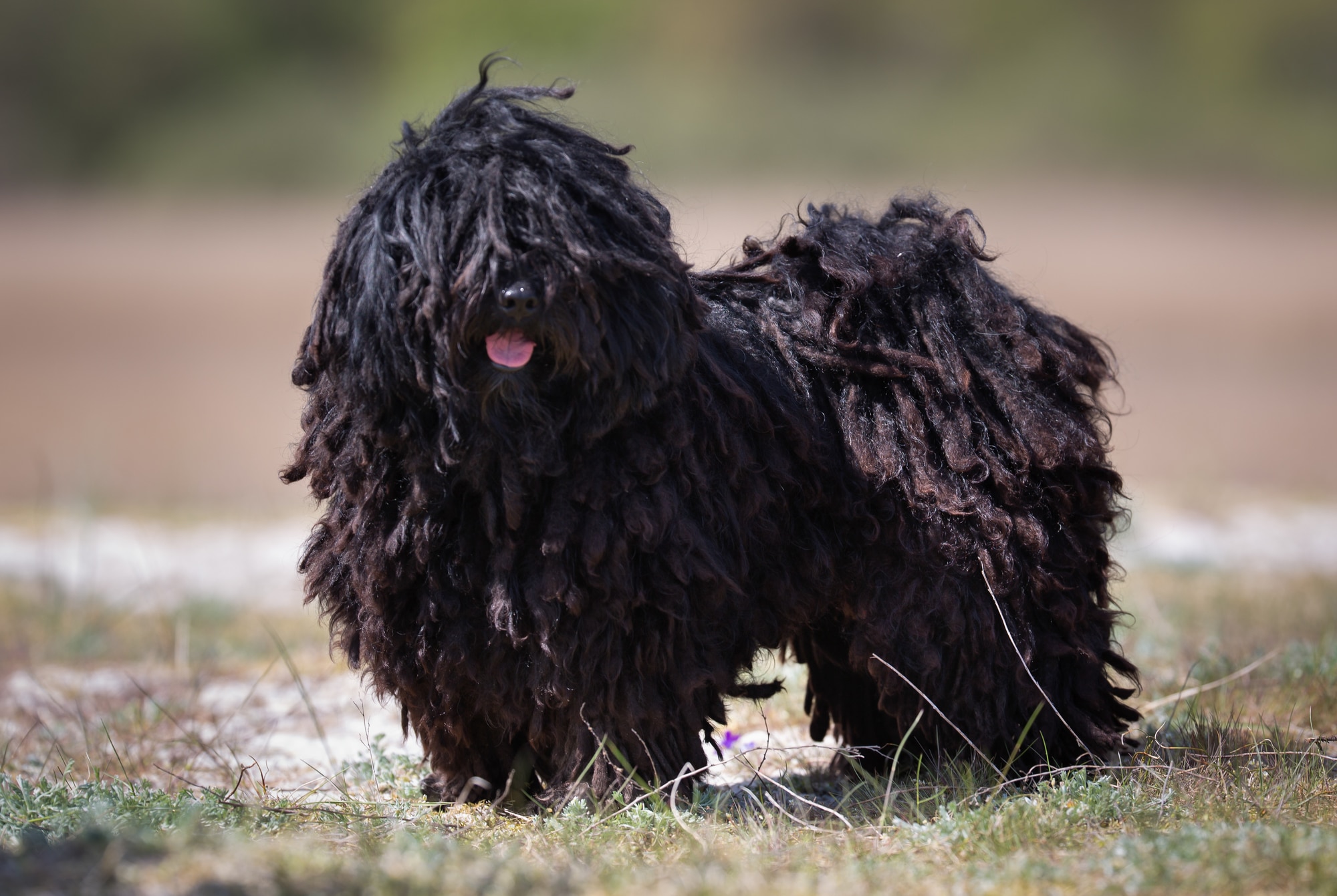 Puli dog breed profile (character, diet, care)