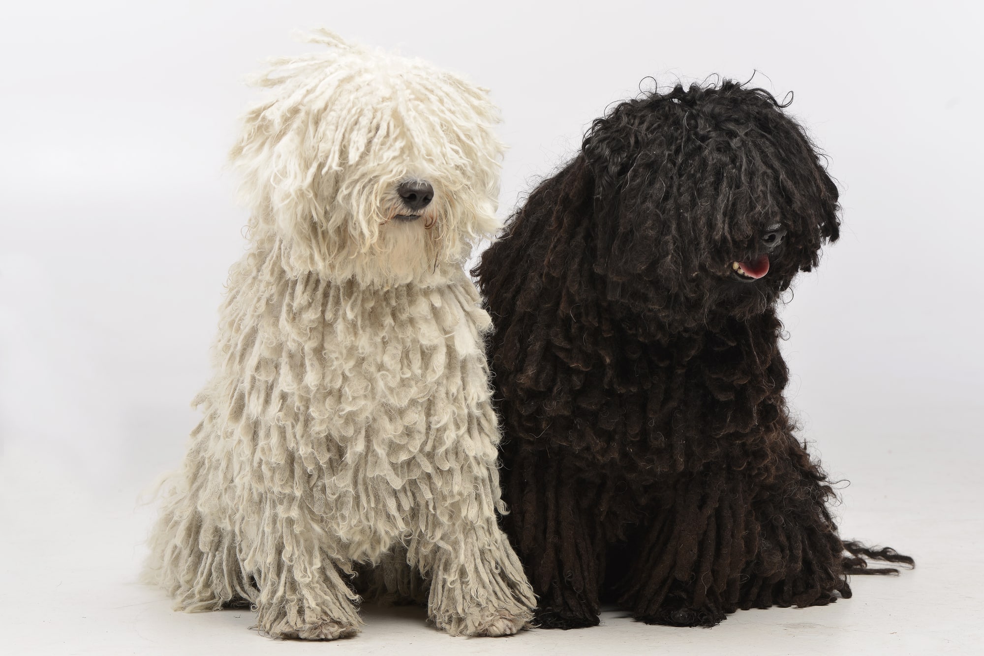 Puli