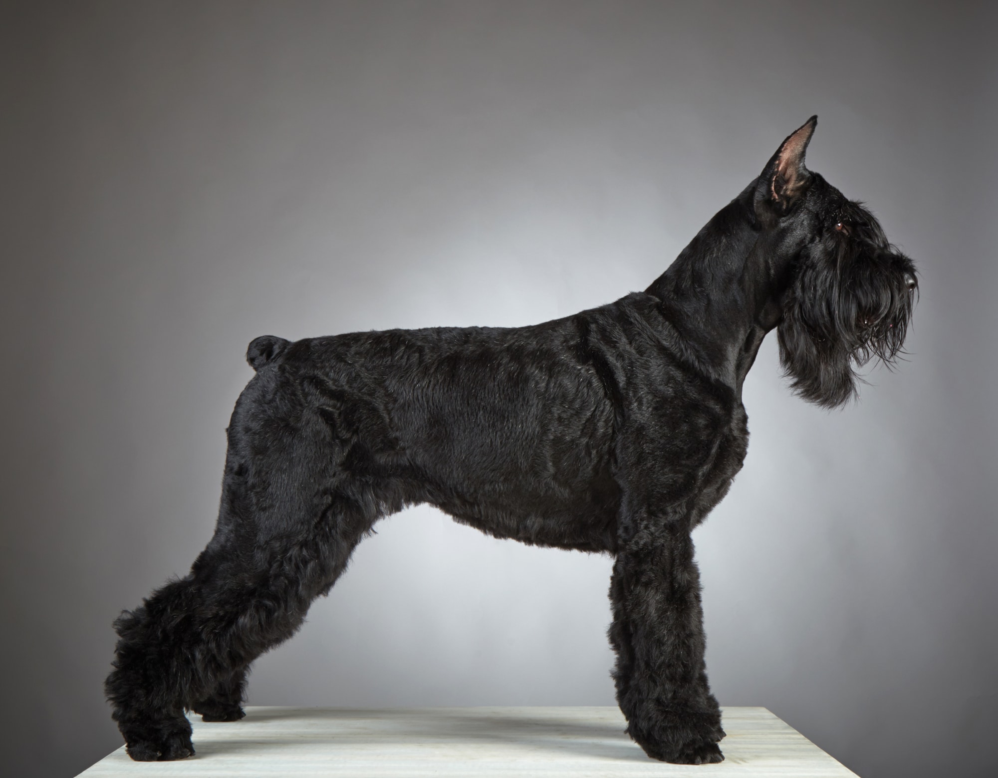 Black Giant Schnauzer dog on gray background