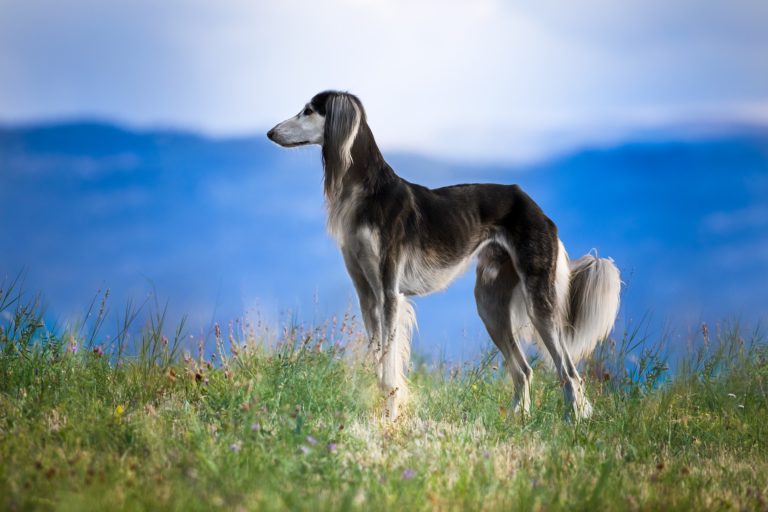 The 10 most expensive dog breeds in the world