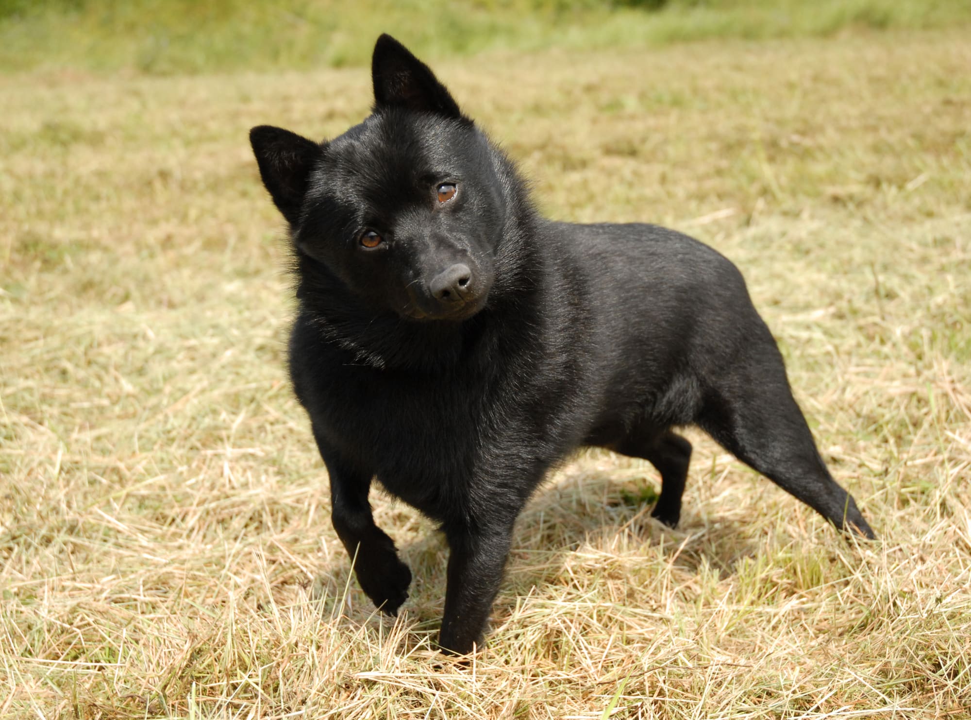 Schipperke 1