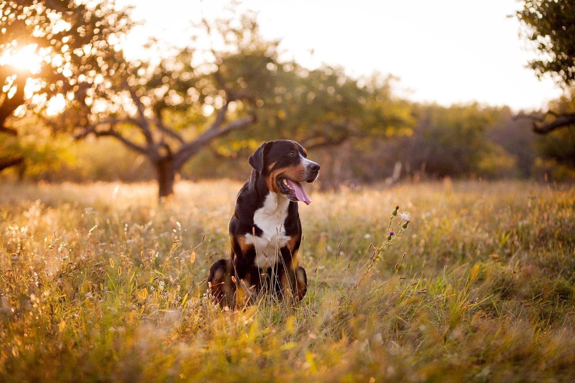 The great swiss mountain dog sitting in the grass and breathes with his tongue hanging out in sunset. The picture taken in summer in an old garden.