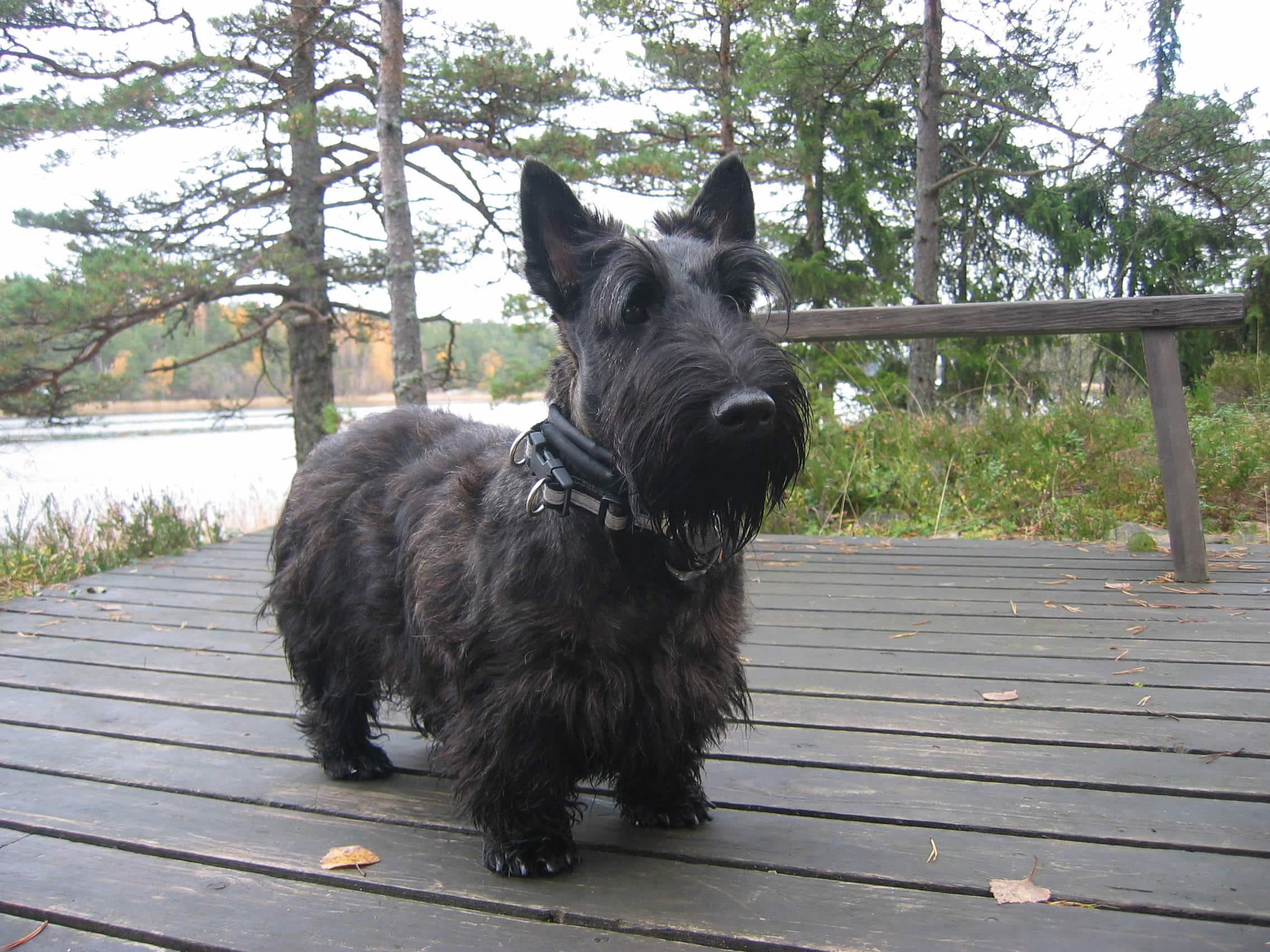 Scottish Terrier (2)