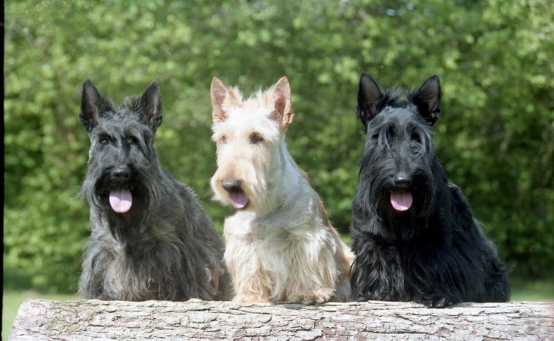 Scottish-Terrier_bilder
