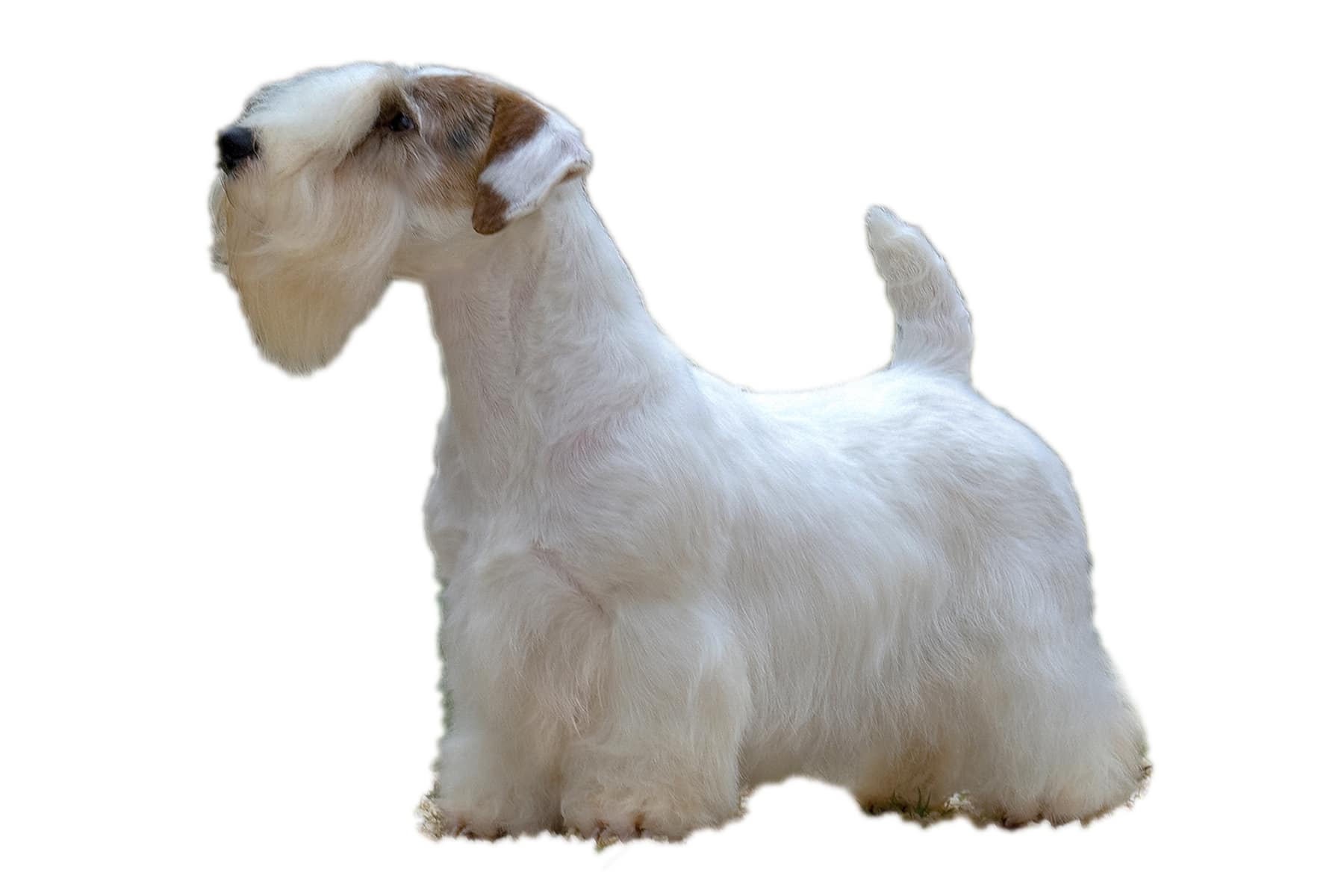 Sealyham Terrier Profilbild
