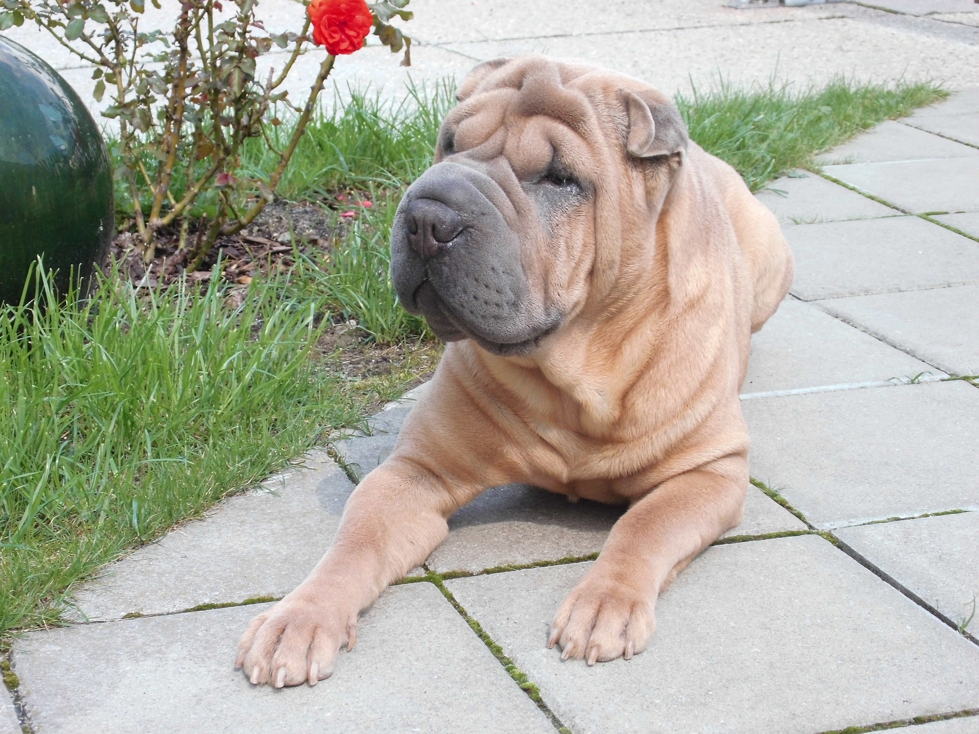 Shar-Pei 2