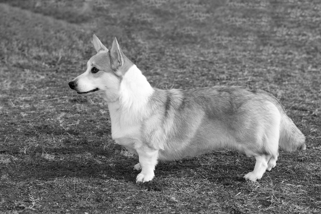 Welsh Corgi Cardigan Herkunft
