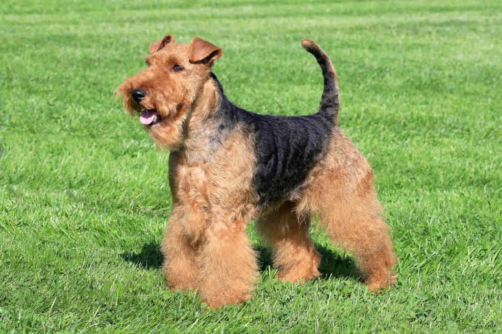 Welsh Terrier 1