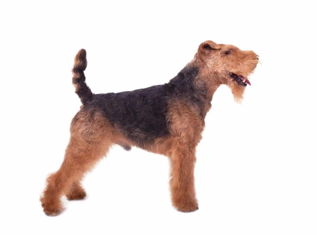 Welsh Terrier