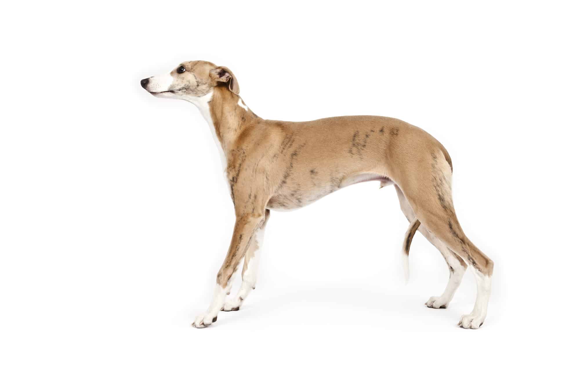 An image of a beautiful whippet dog on white background