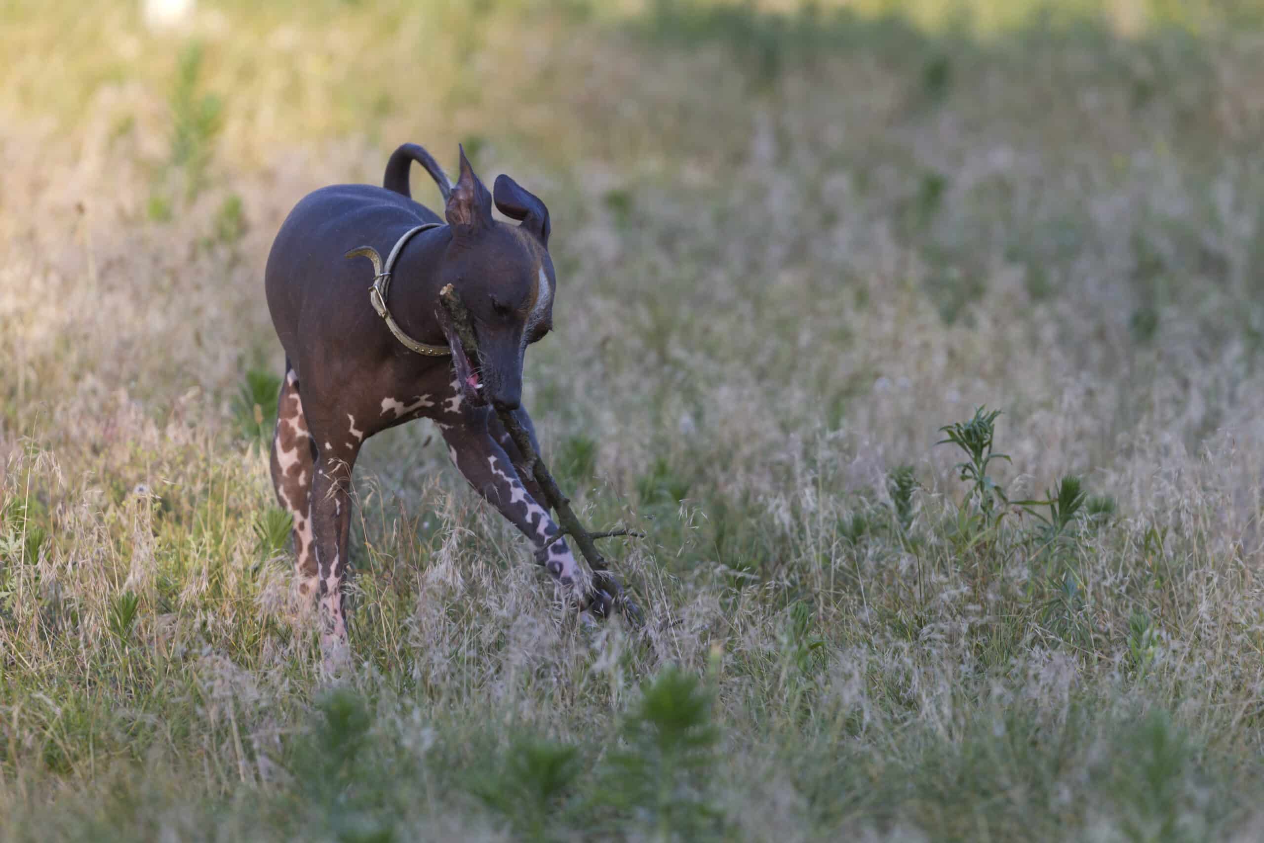 Xoloitzcuintle 2