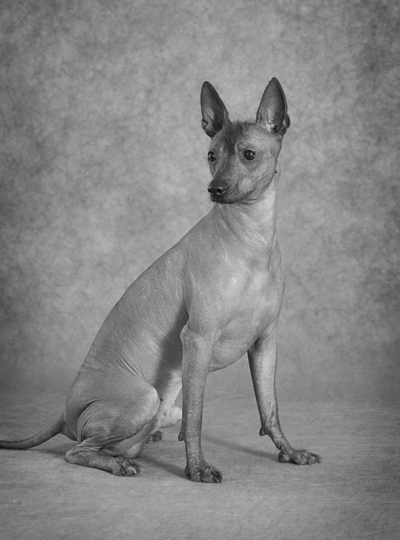 Xoloitzcuintle Herkunft