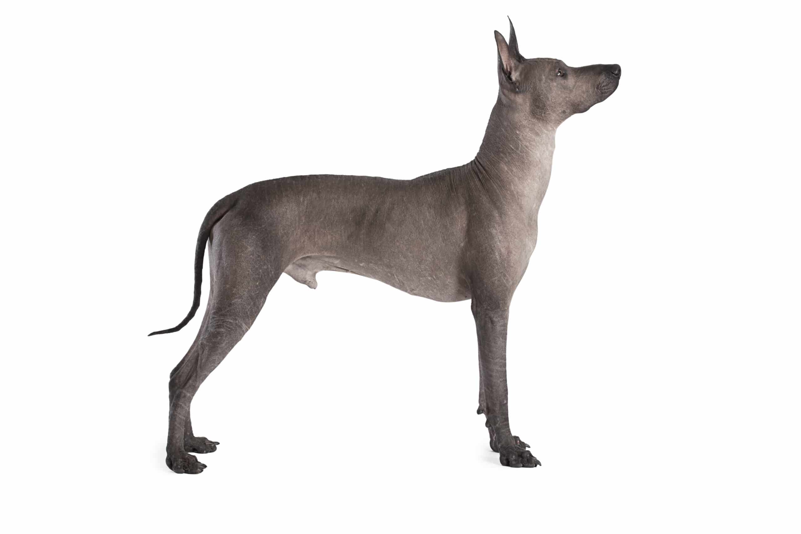 Xoloitzcuintle