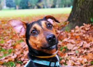 Antibellhalsband für kleine hunde erfahrungen - Alle Produkte unter der Vielzahl an verglichenenAntibellhalsband für kleine hunde erfahrungen