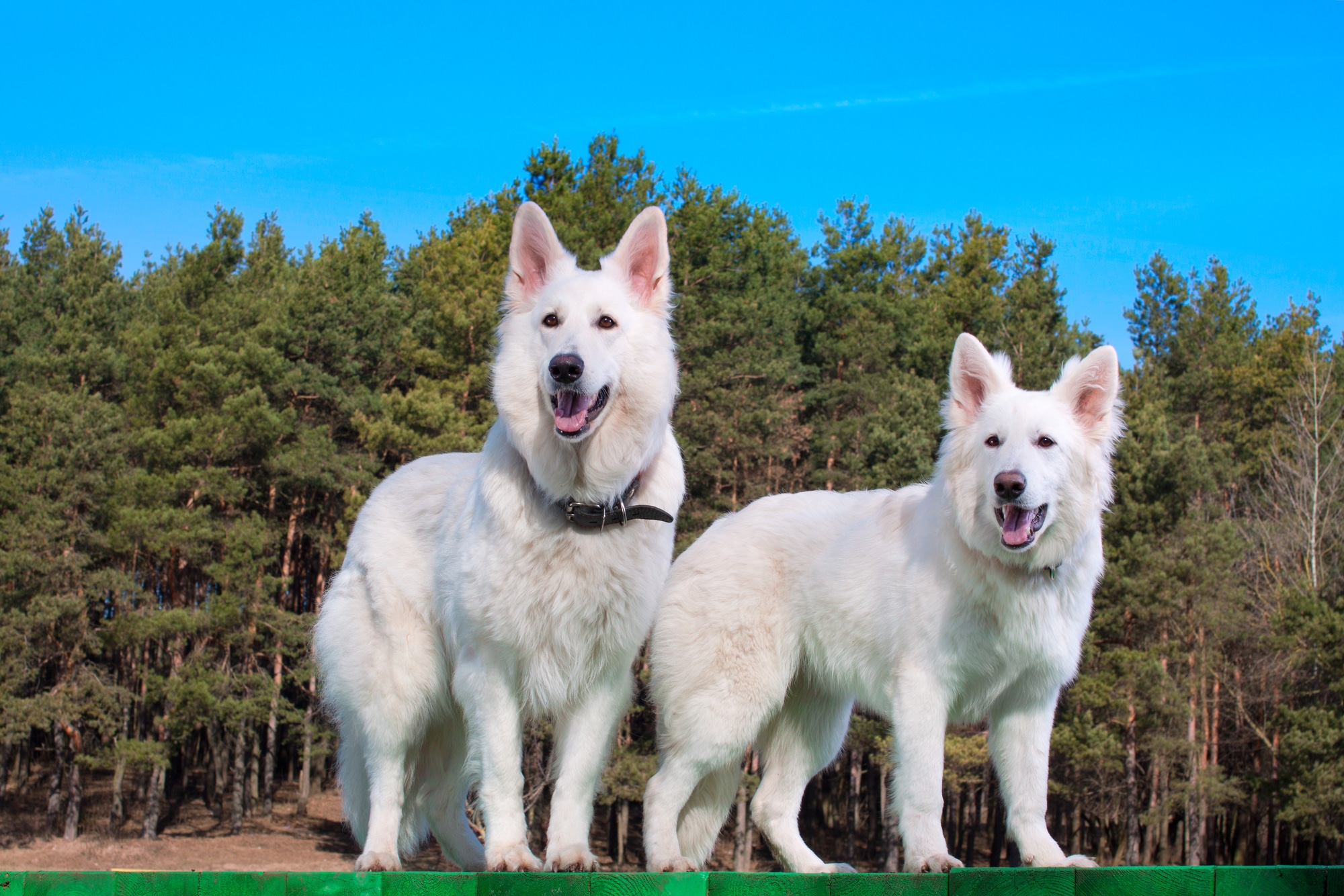 Two Berger Blanc Suisse