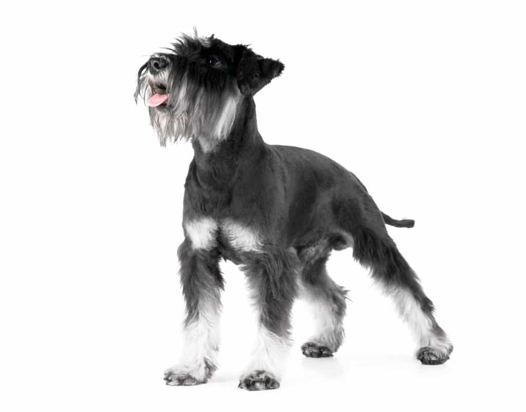 Zwergschnauzer