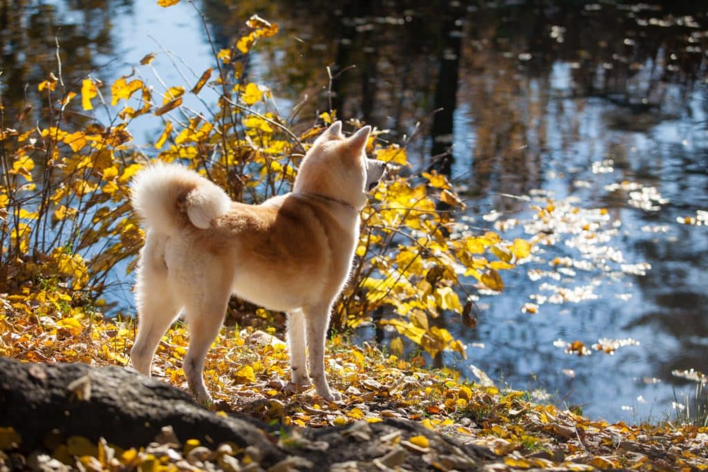 Beautiful dog breed Akita inu on a walk. Lovely dog on the lake shore. The benefits walks with dog