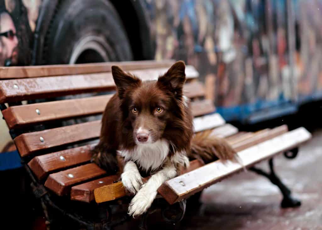 Border Collie dog trained to perform tricks in the center of Moscow. Russia .
