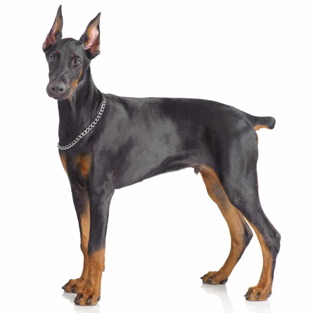 Dobermann