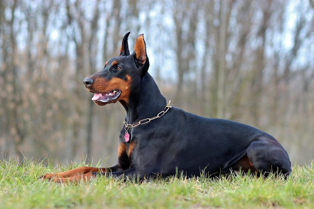 dobermann2