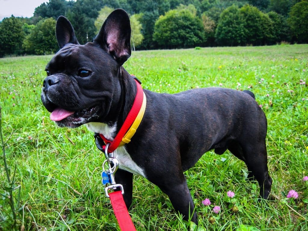 franz bulldogge