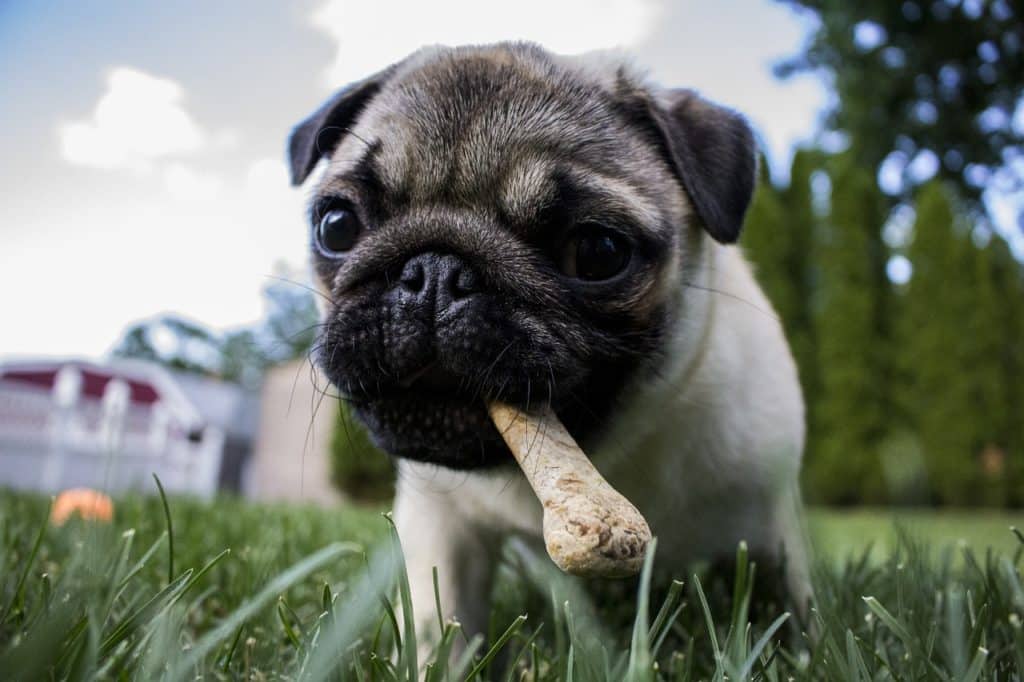 mops-hund-kaut-knochen.jpg