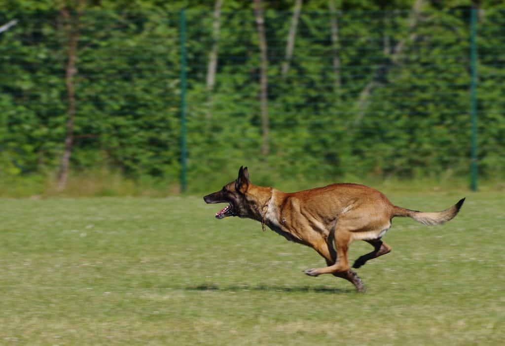 Belgischer Schäferhund 2
