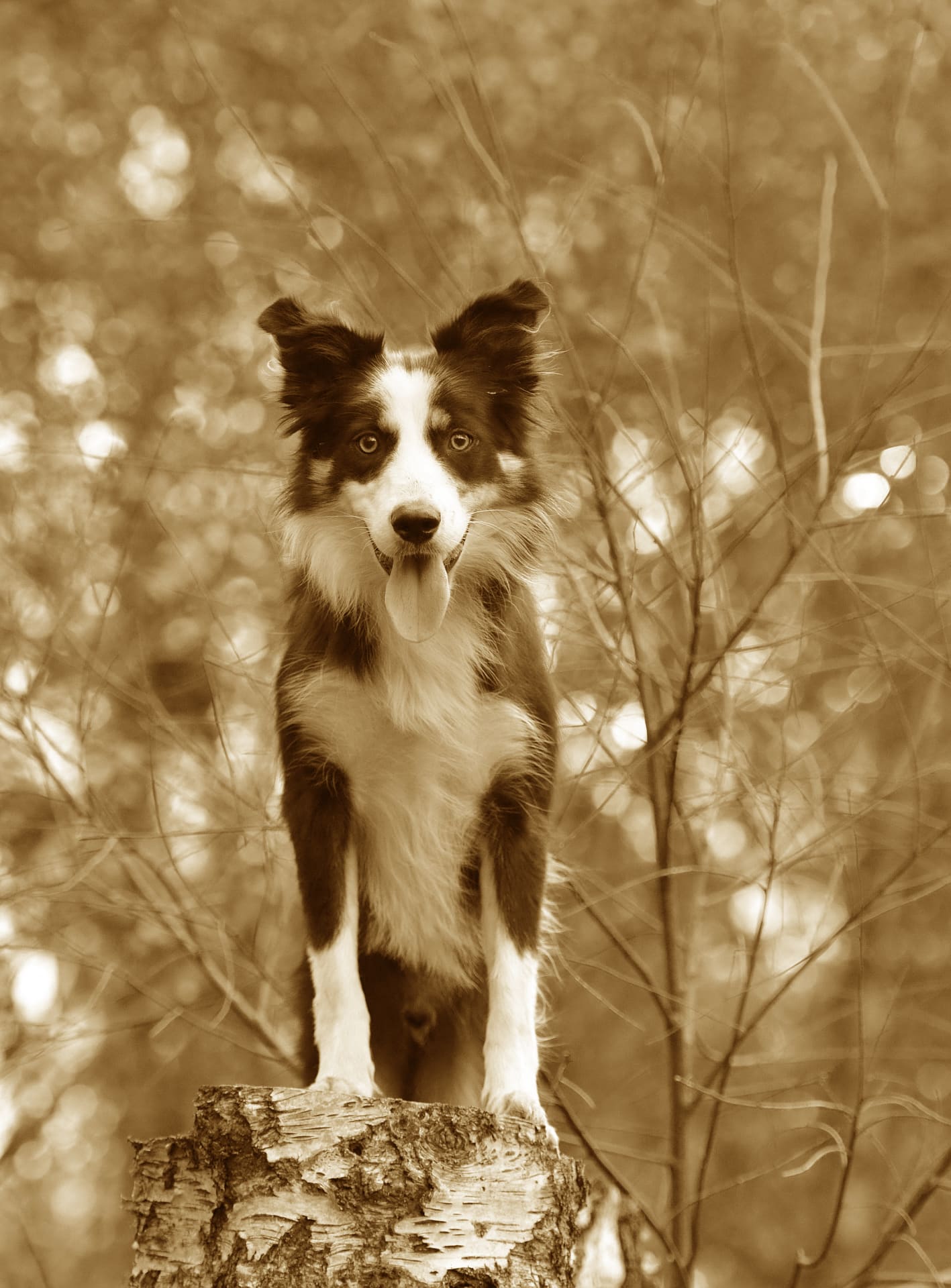 Border collie history picture