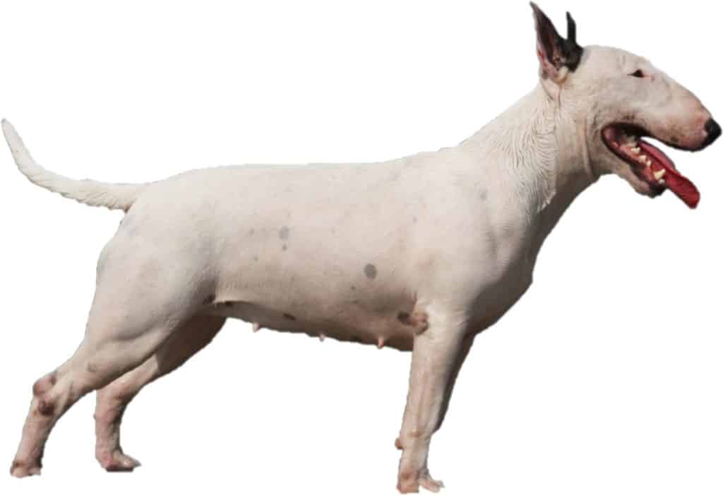 Bullterrier