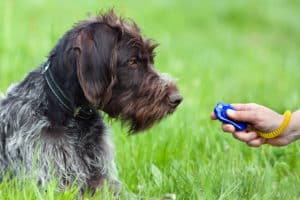 Clicker Hund