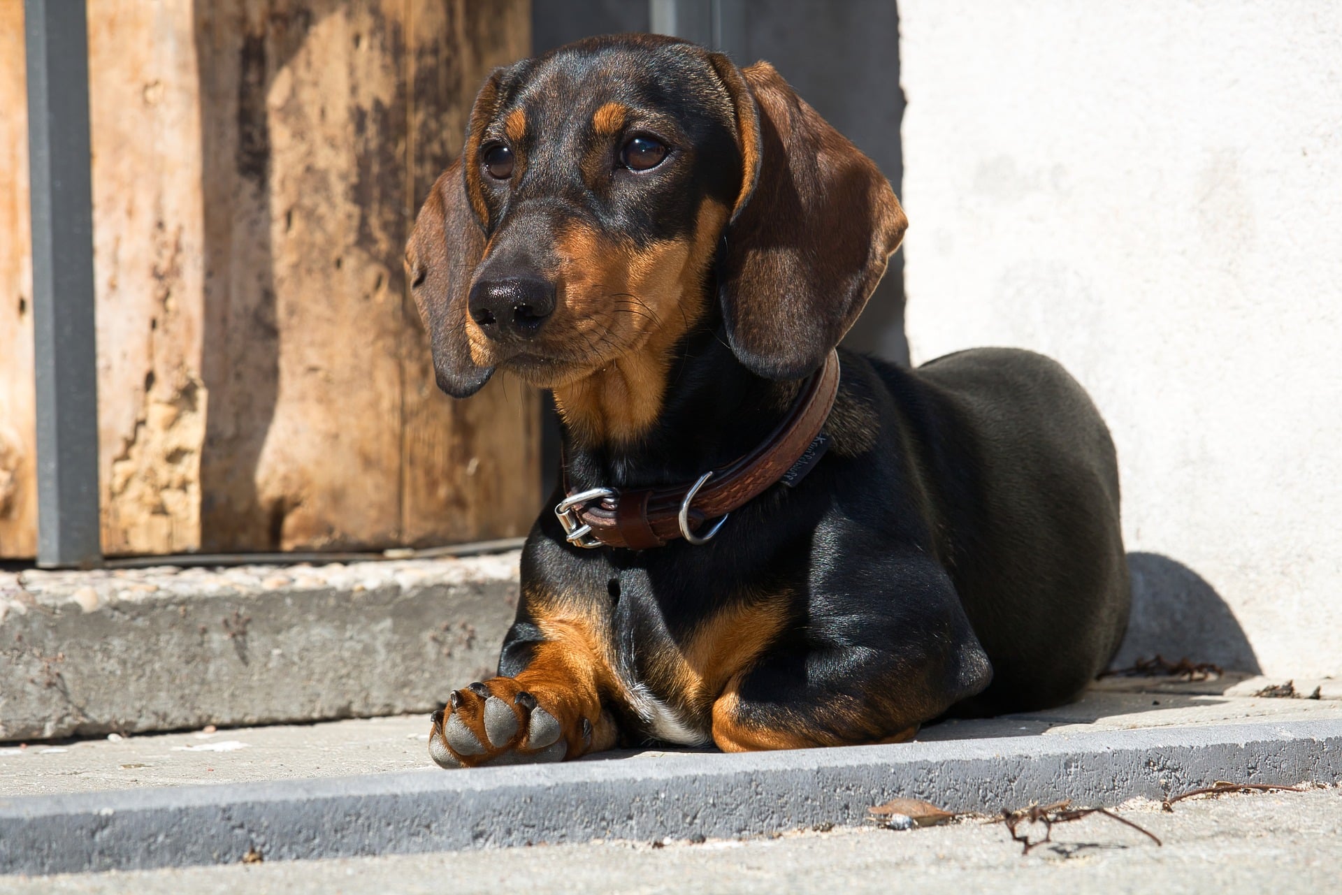 Dachshund breed portrait (character, diet, care)