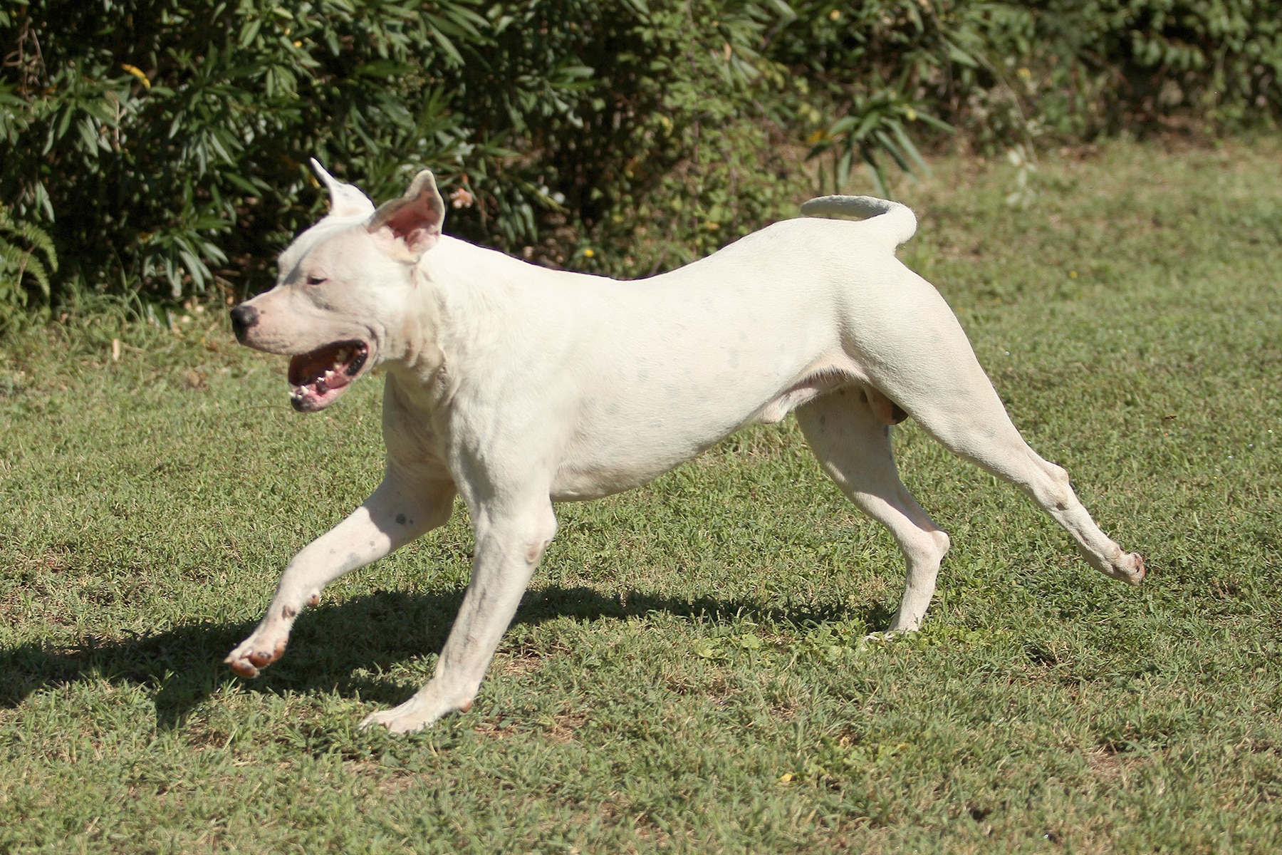 Dogo Argentino springt