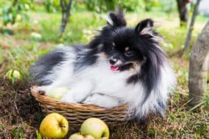 Dog and apple