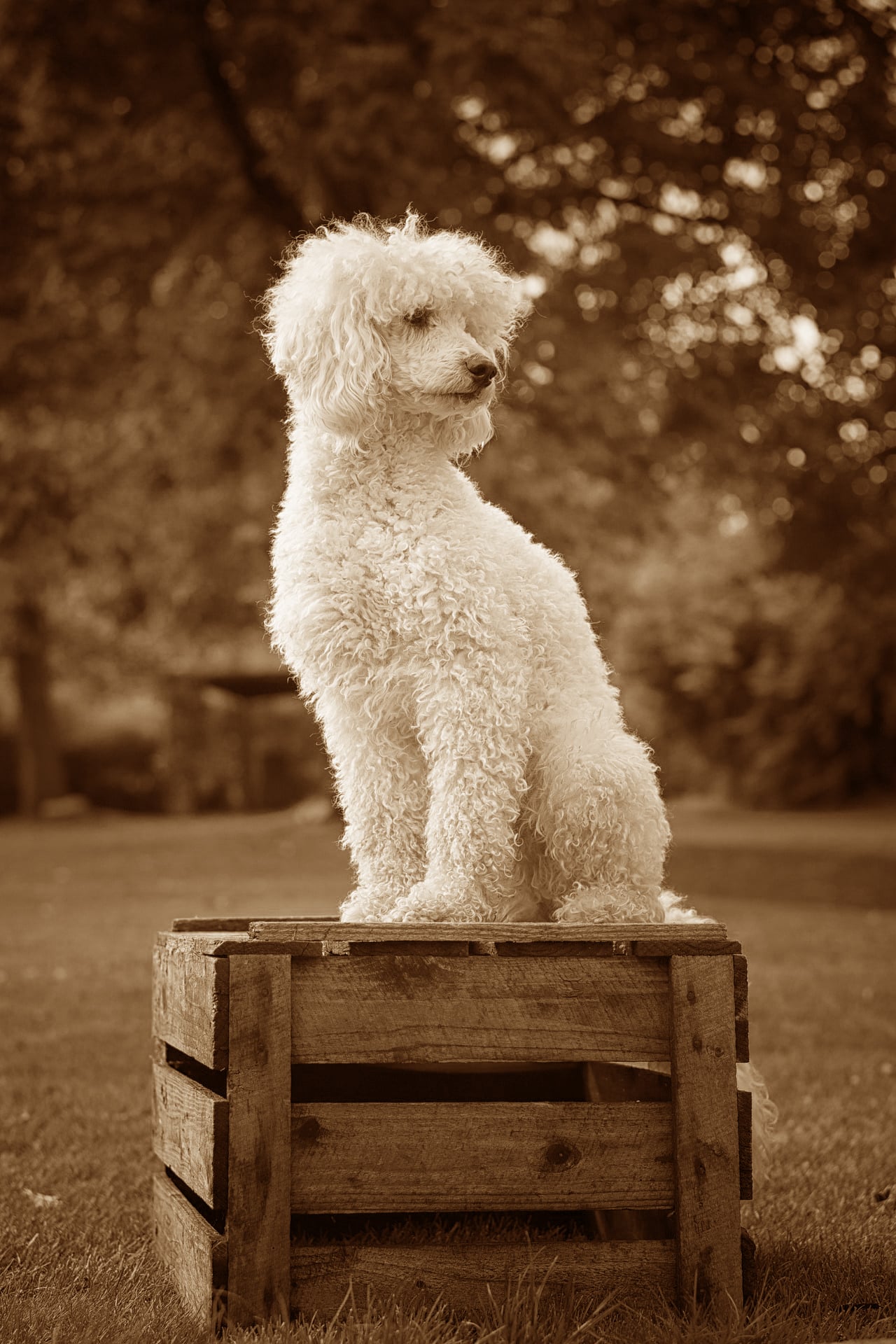 Poodle history picture