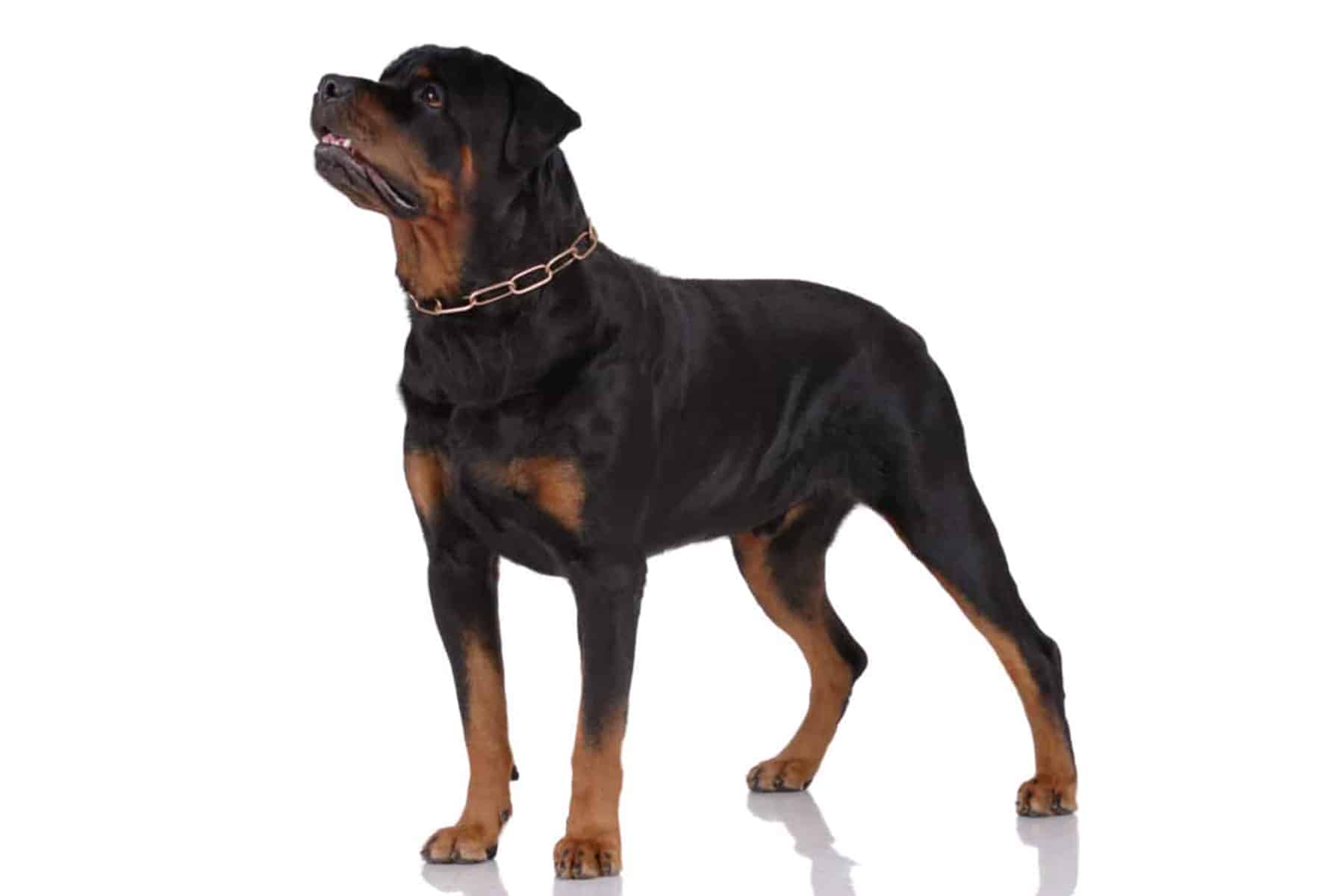 Rottweiler profile picture