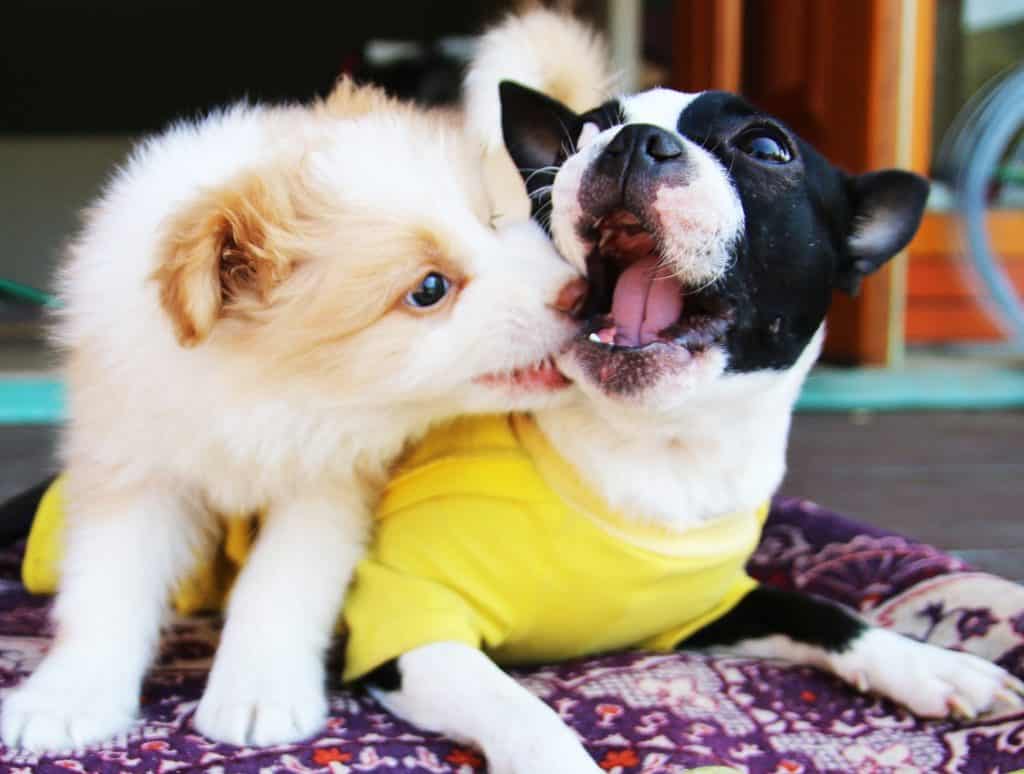 Puppies bite inhibition