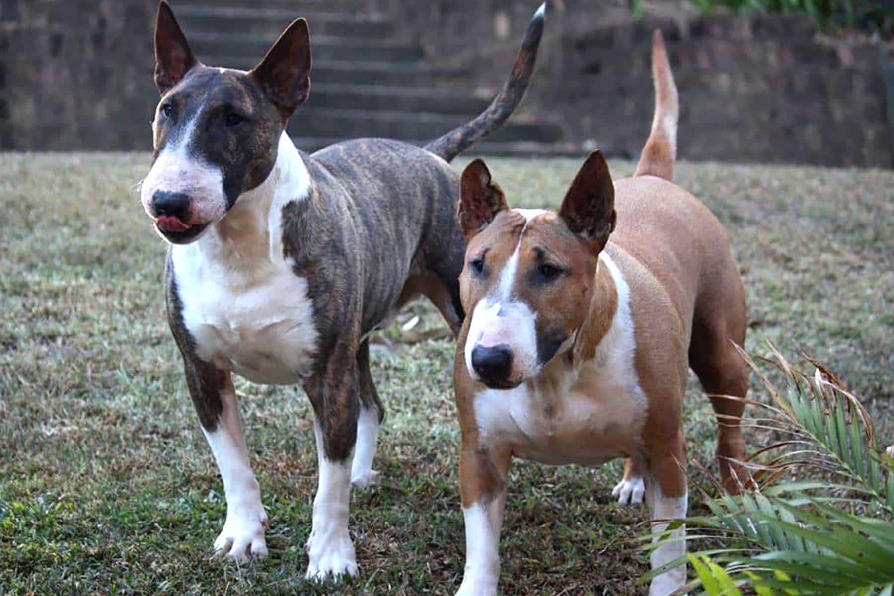 Two bull terriers